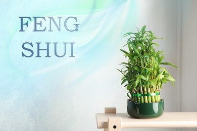 Image of Green bamboo in pot on wooden stand. Feng Shui philosophy 