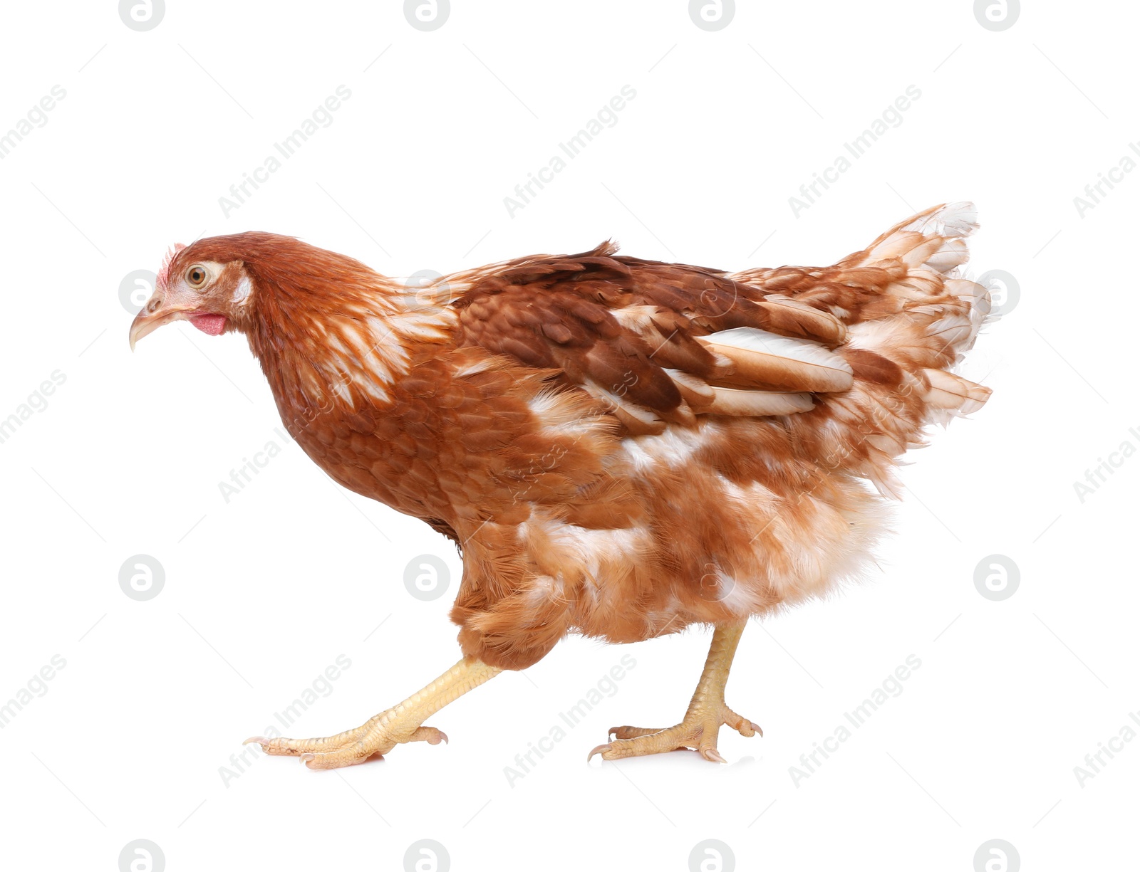 Photo of Beautiful chicken on white background. Domestic animal