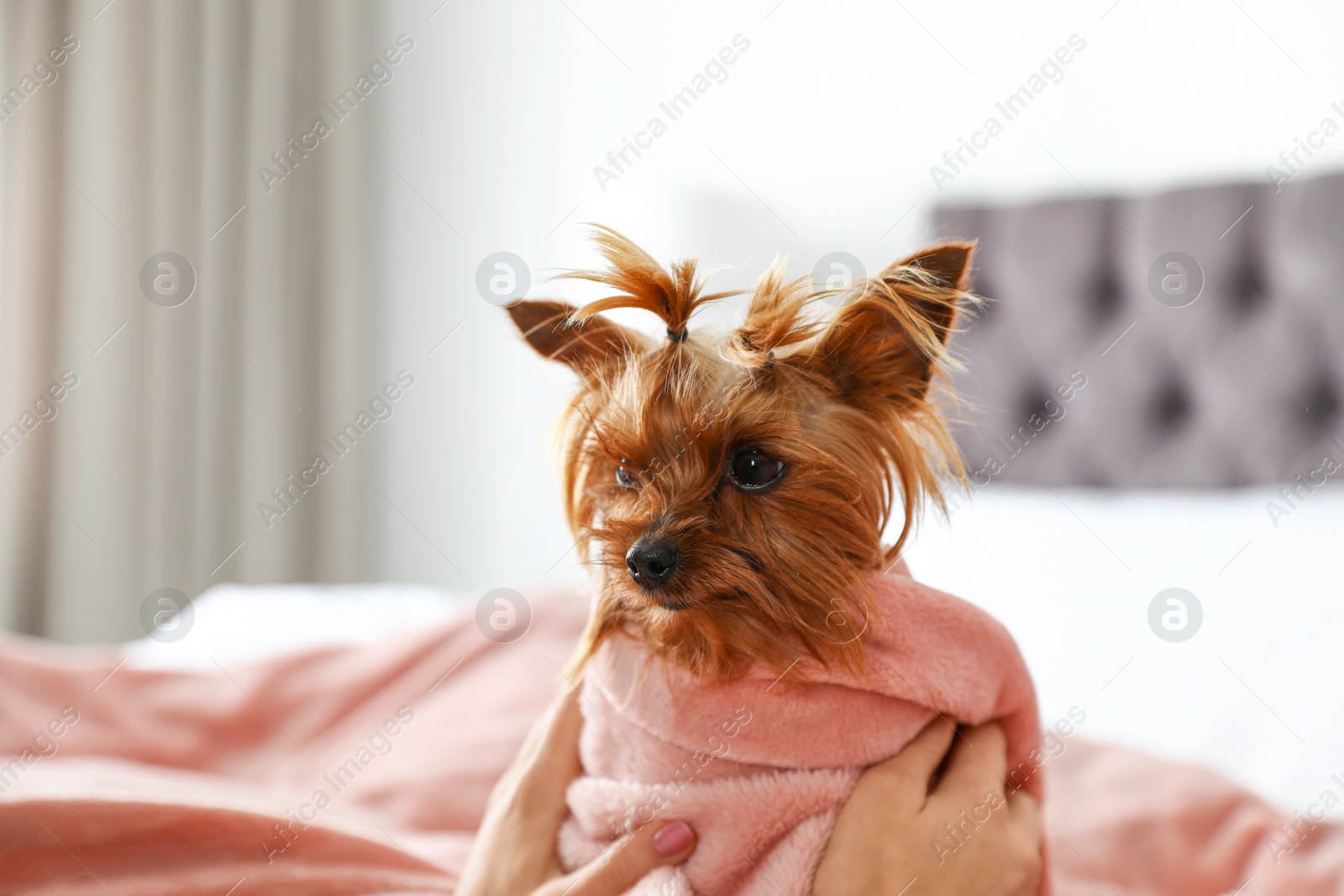 Photo of Woman petting her Yorkshire terrier dog, closeup