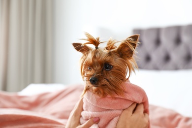 Woman petting her Yorkshire terrier dog, closeup