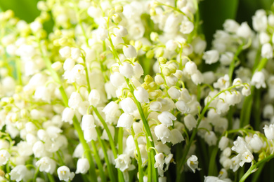 Beautiful aromatic lily of the valley flowers as background, closeup