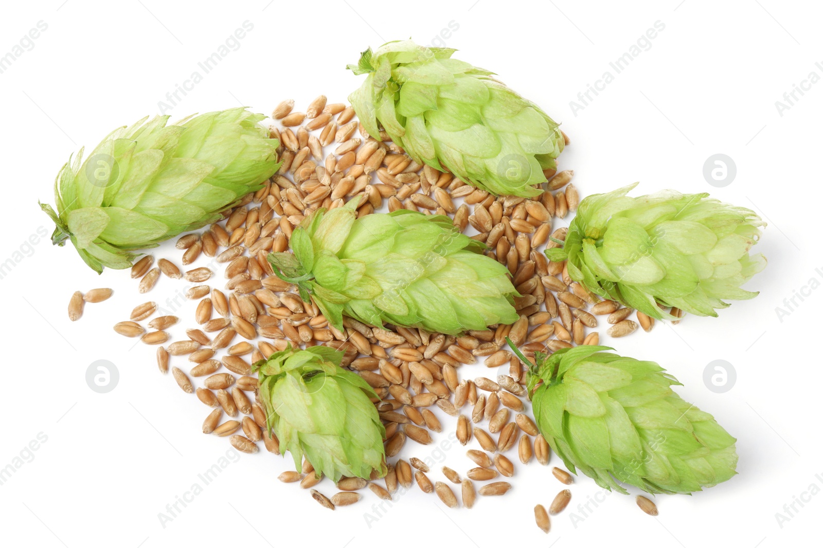 Photo of Fresh green hops and wheat grains on white background, top view