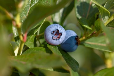 Wild blueberries growing outdoors, closeup. Seasonal berries