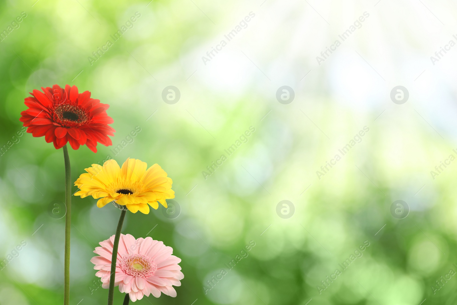 Image of Beautiful colorful gerbera flowers outdoors on sunny day, bokeh effect