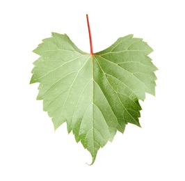 Photo of Fresh green grape leaf on white background