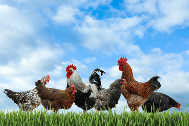 Beautiful chickens on fresh green grass outdoors 