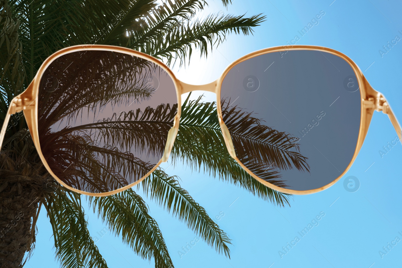 Image of Palm with lush green foliage on sunny day, view through sunglasses