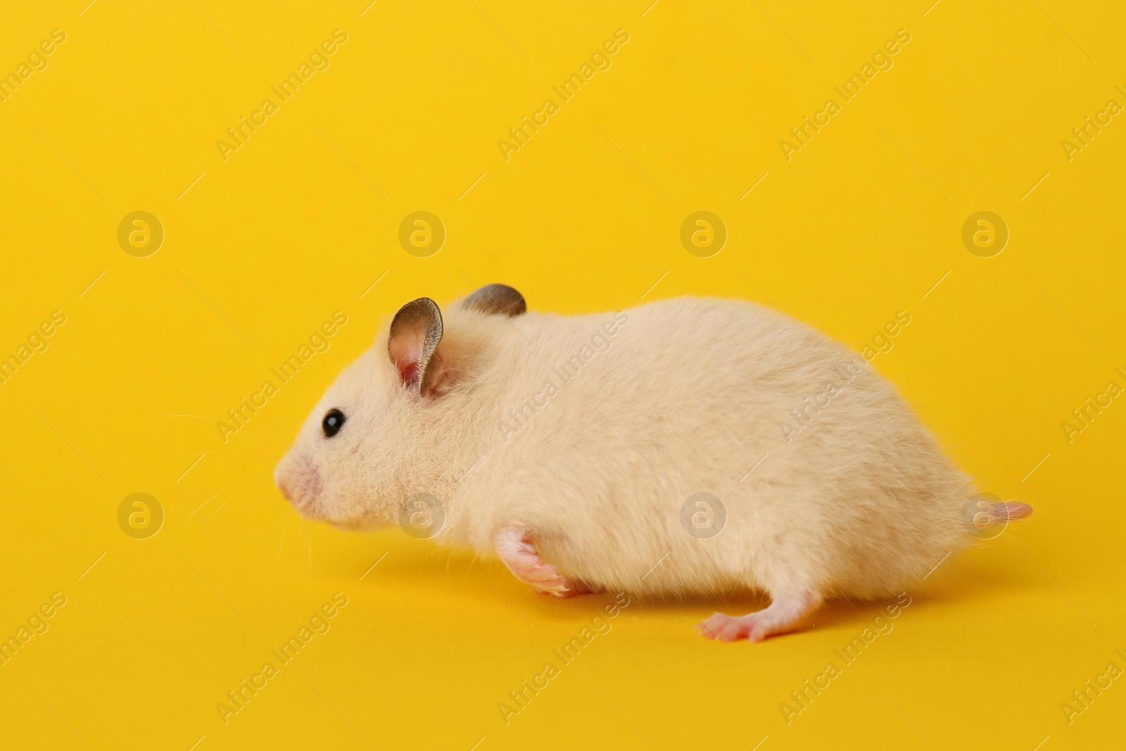 Photo of Cute little fluffy hamster on yellow background