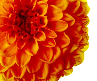 Image of Beautiful orange dahlia flower on white background, closeup