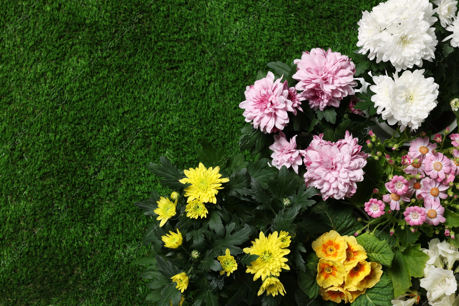 Photo of Different beautiful flowers on green grass, flat lay. Space for text