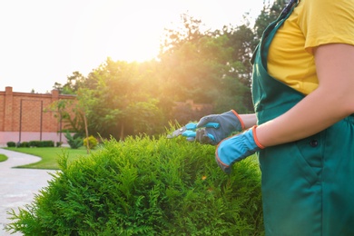 Photo of Woman trimming green bush outdoors, closeup. Home gardening