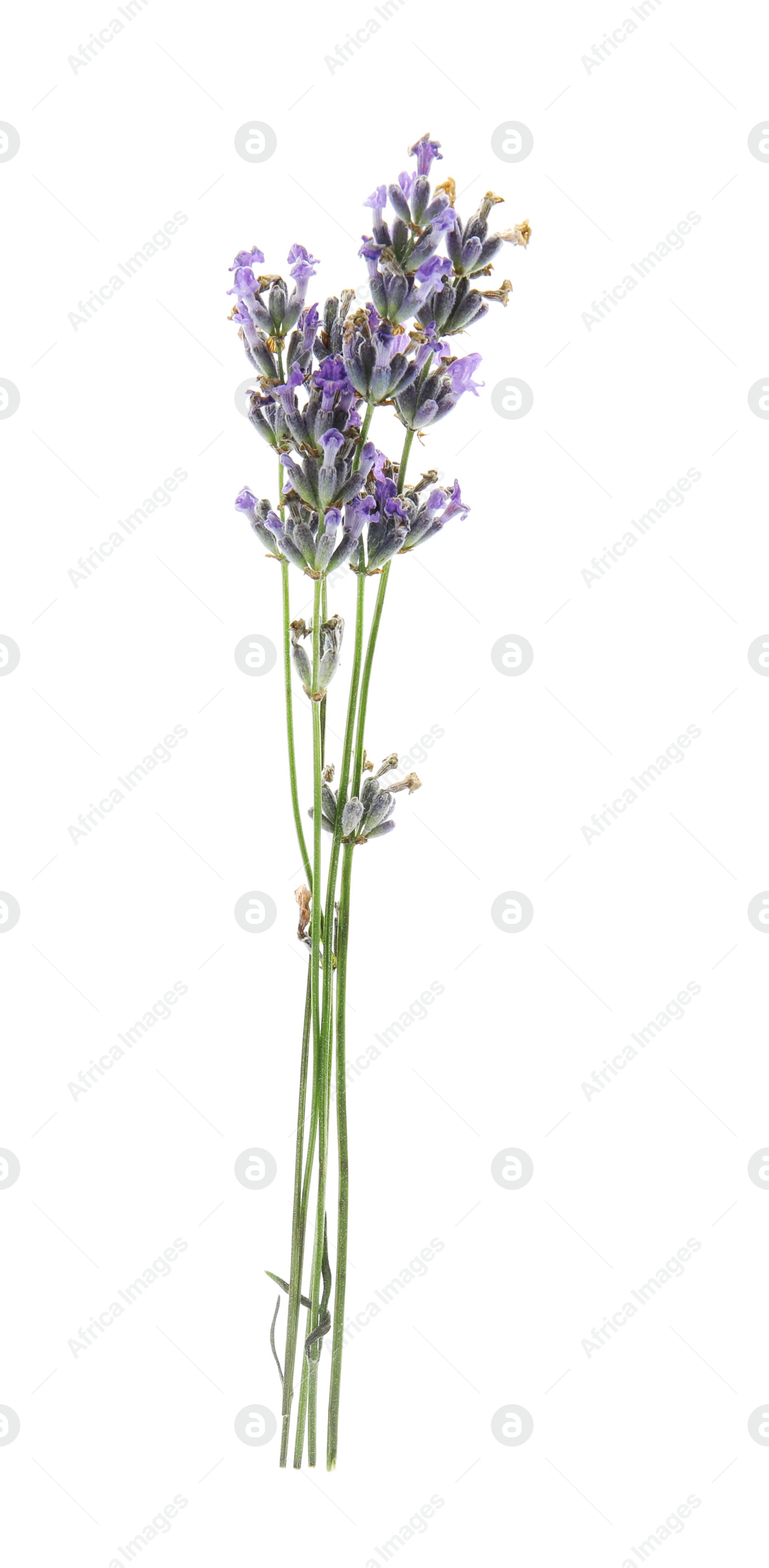 Photo of Beautiful blooming lavender flowers on white background