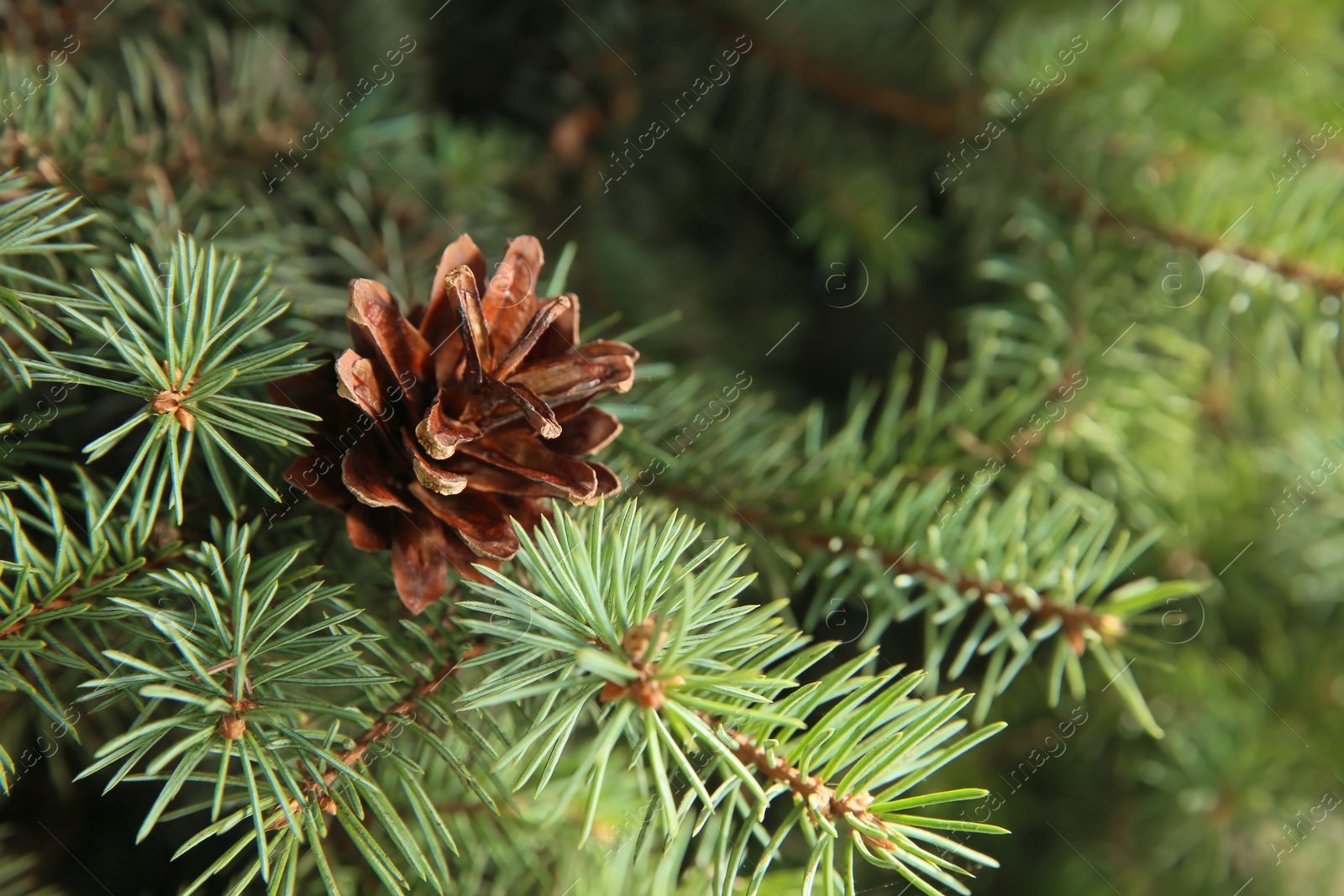 Photo of Coniferous tree branch with cone outdoors, closeup