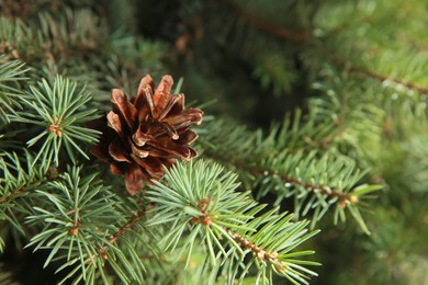 Photo of Coniferous tree branch with cone outdoors, closeup