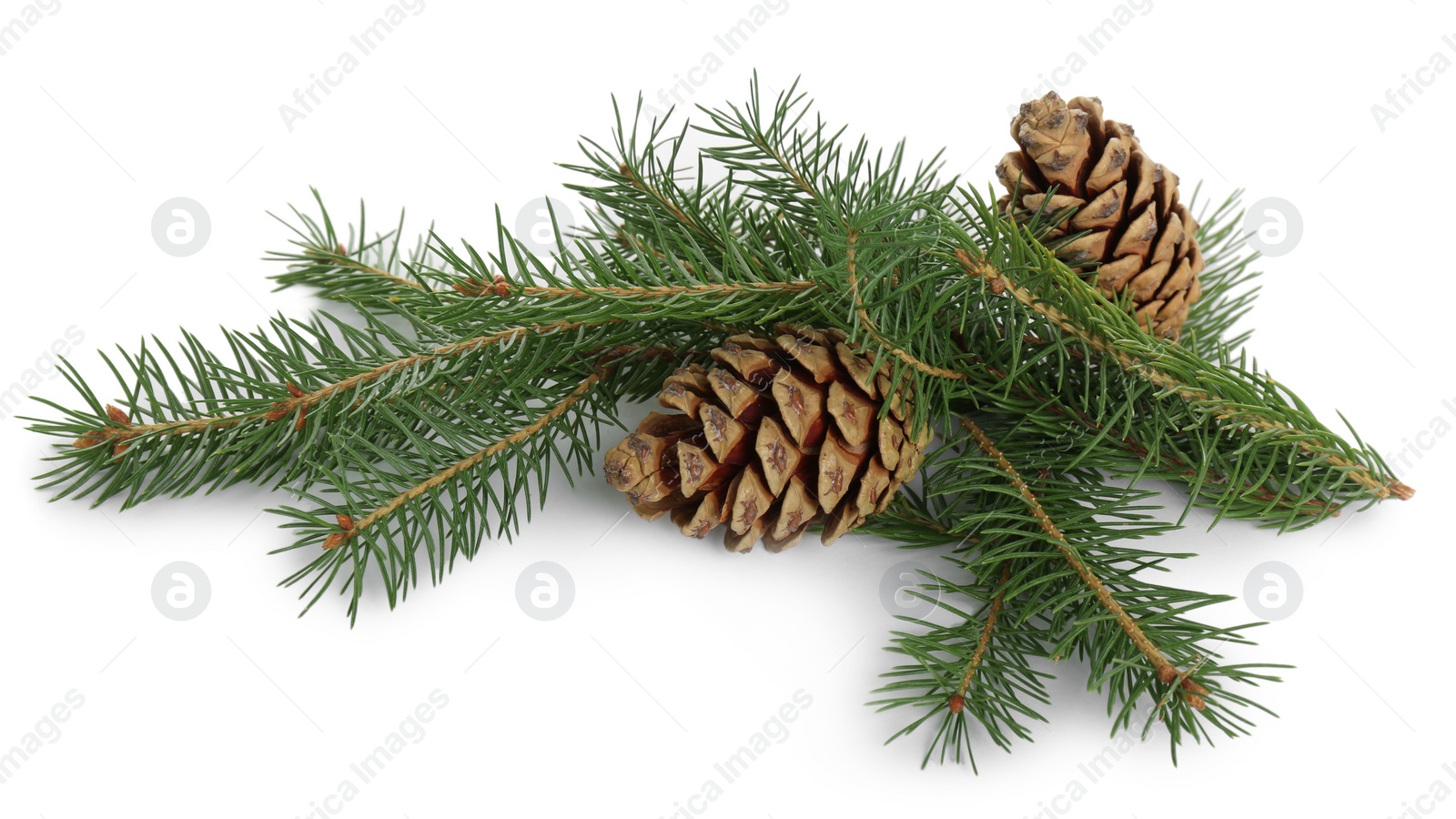 Photo of Beautiful fir branches with dry cones on white background