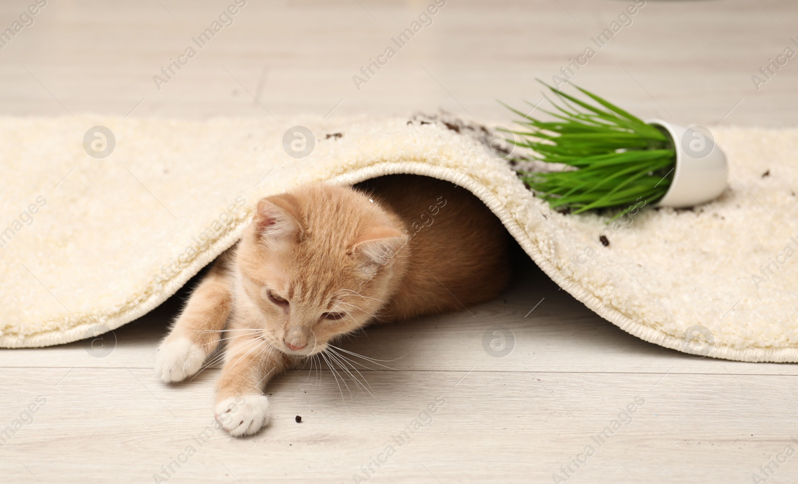 Photo of Cute ginger cat near overturned houseplant under carpet at home