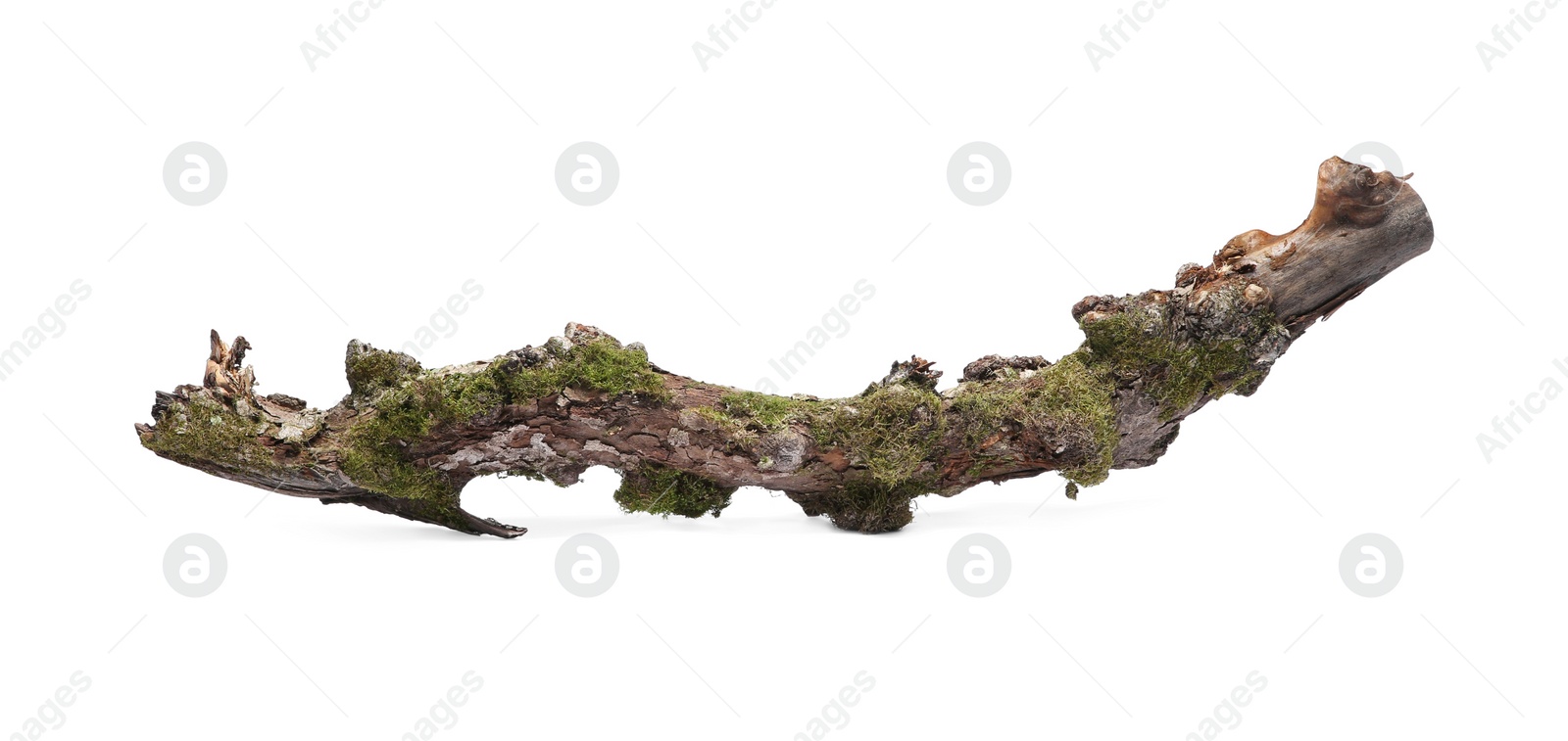 Photo of Dry tree branch with moss isolated on white