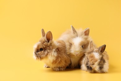 Photo of Cute little rabbits on yellow background. Space for text