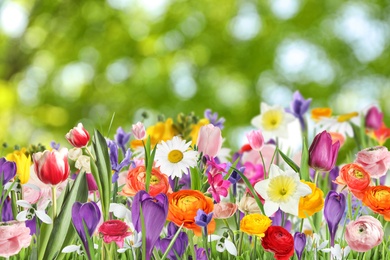 Image of Many beautiful spring flowers outdoors on sunny day