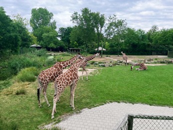 Photo of Group of beautiful giant giraffes in zoo enclosure