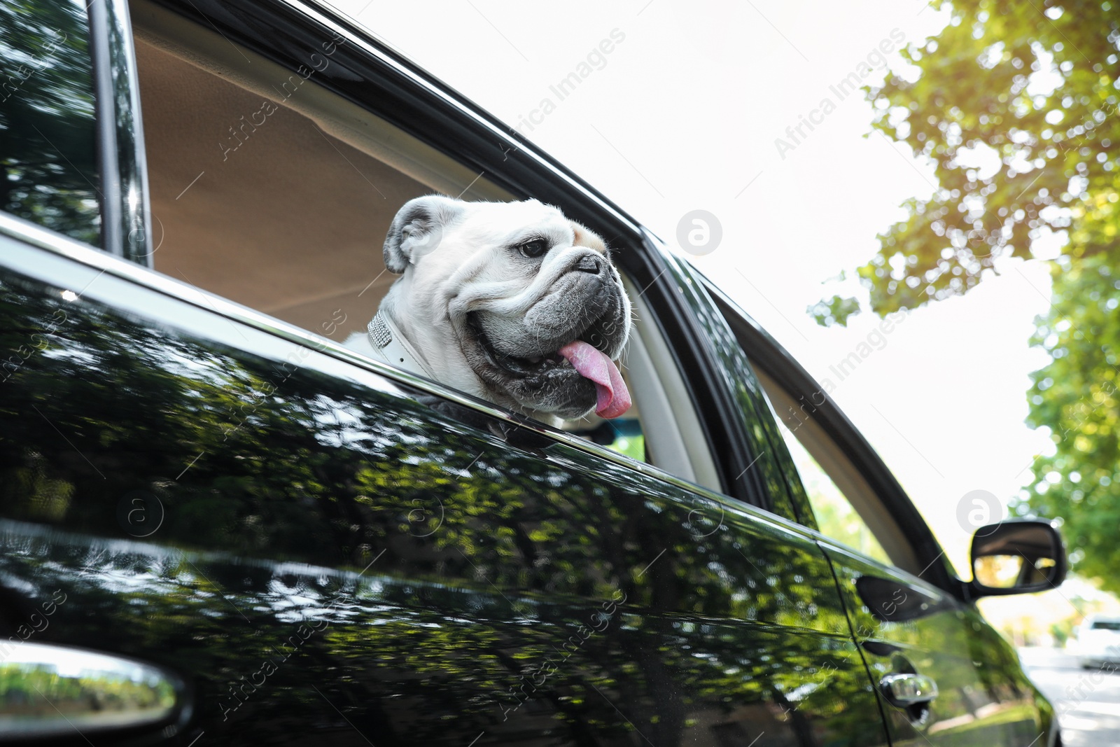 Photo of Funny English bulldog looking out of car window