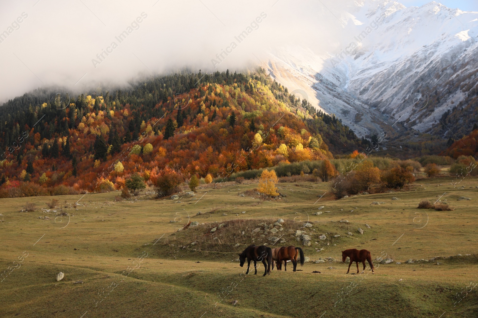 Photo of Picturesque view of high mountains and forest covered by thick mist, horses grazing on meadow