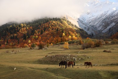 Picturesque view of high mountains and forest covered by thick mist, horses grazing on meadow