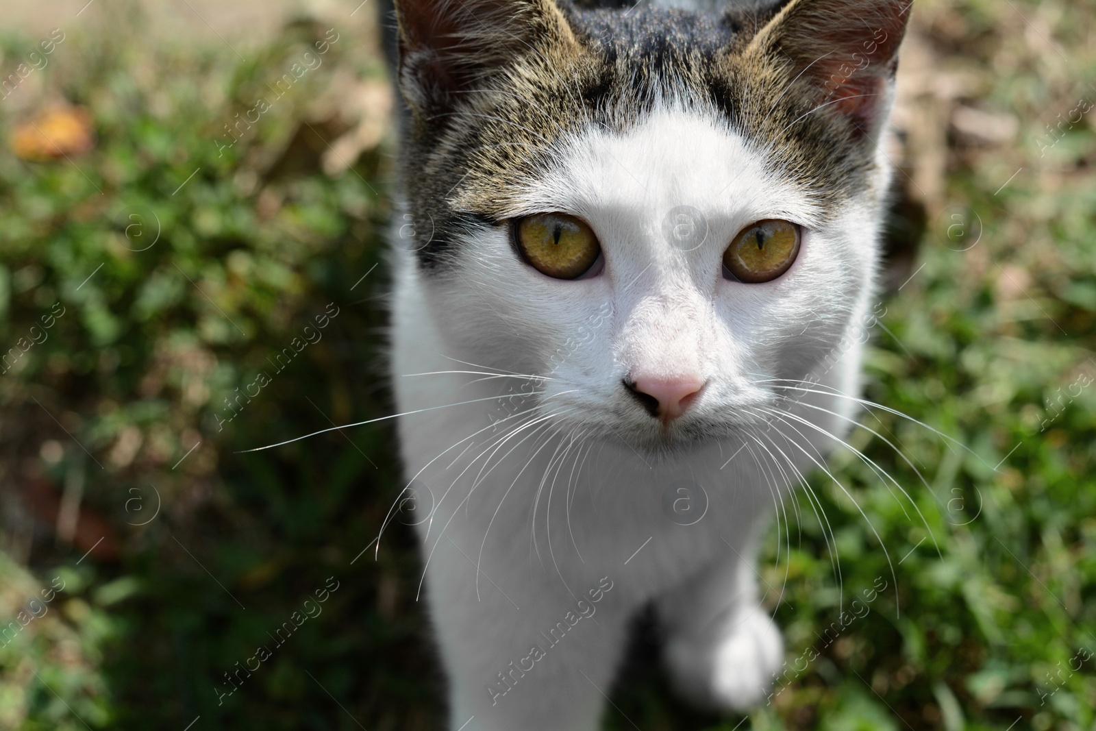 Photo of Lonely stray cat outdoors, closeup. Space for text