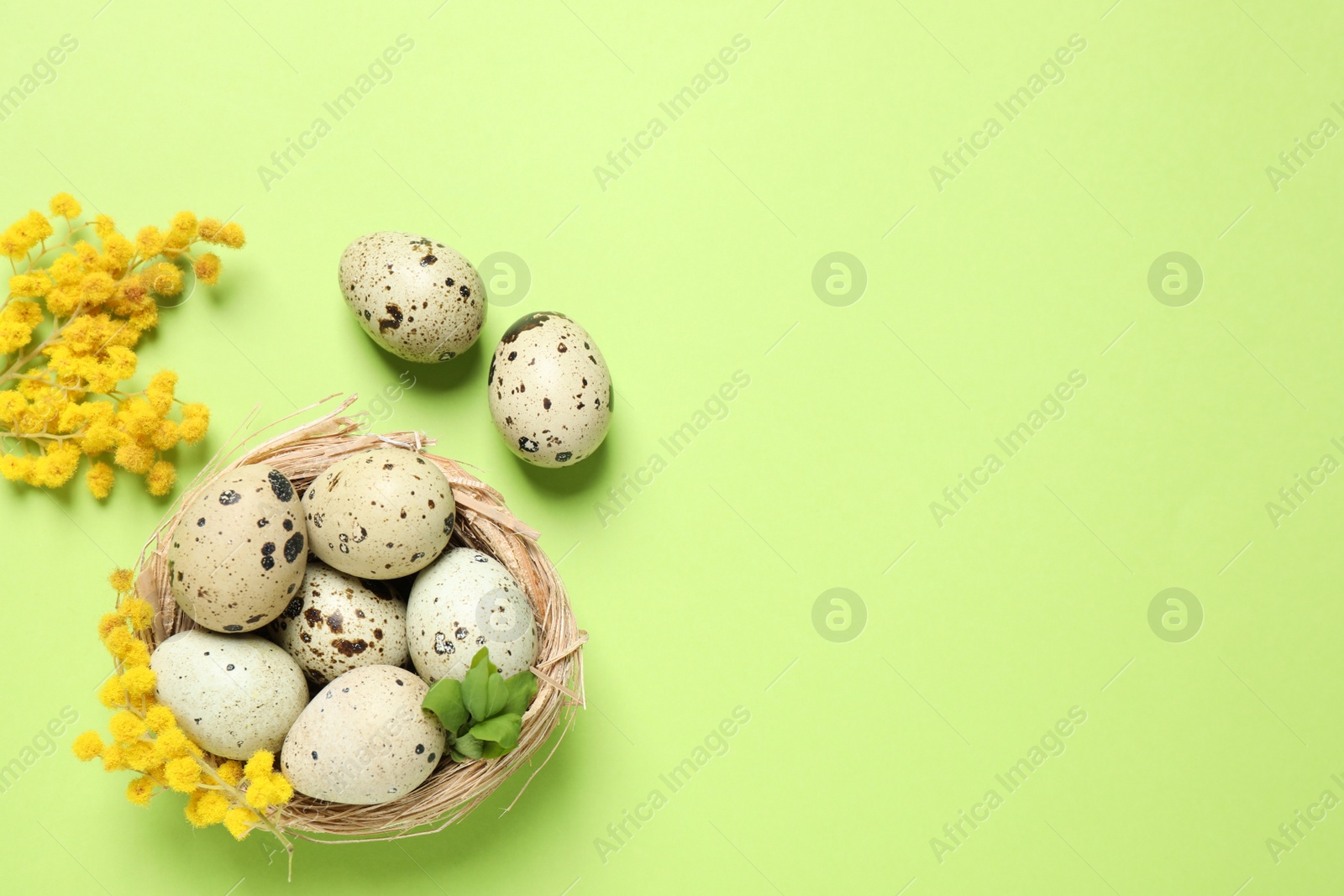 Photo of Easter flat lay composition with mimosa flowers and quail eggs on green background. Space for text