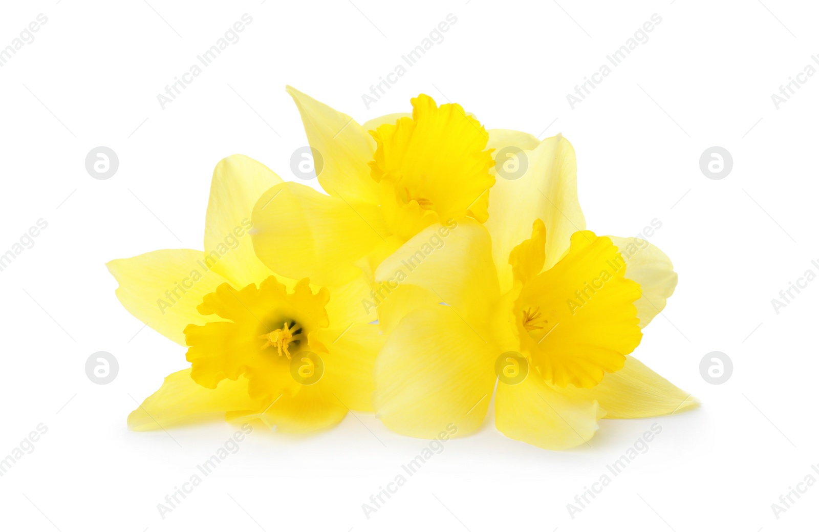 Photo of Beautiful daffodils on white background. Fresh spring flowers