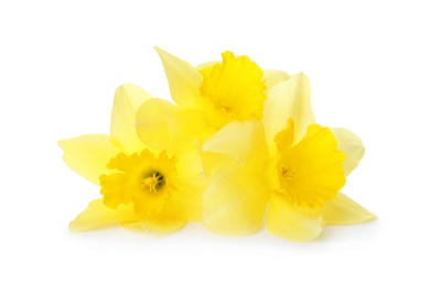 Photo of Beautiful daffodils on white background. Fresh spring flowers