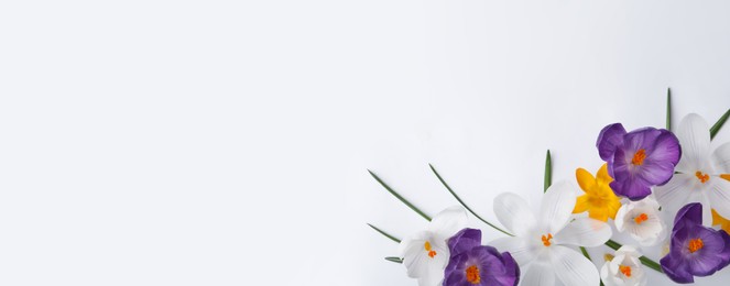 Photo of Beautiful crocus flowers on white background, flat lay. Space for text