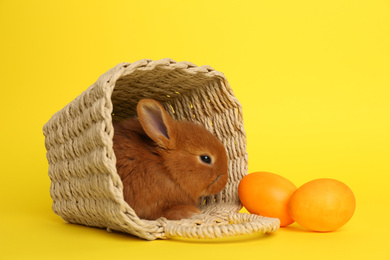 Adorable fluffy bunny in wicker basket and Easter eggs on yellow background