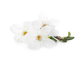 Twig with beautiful cherry flowers and leaves isolated on white. Spring season