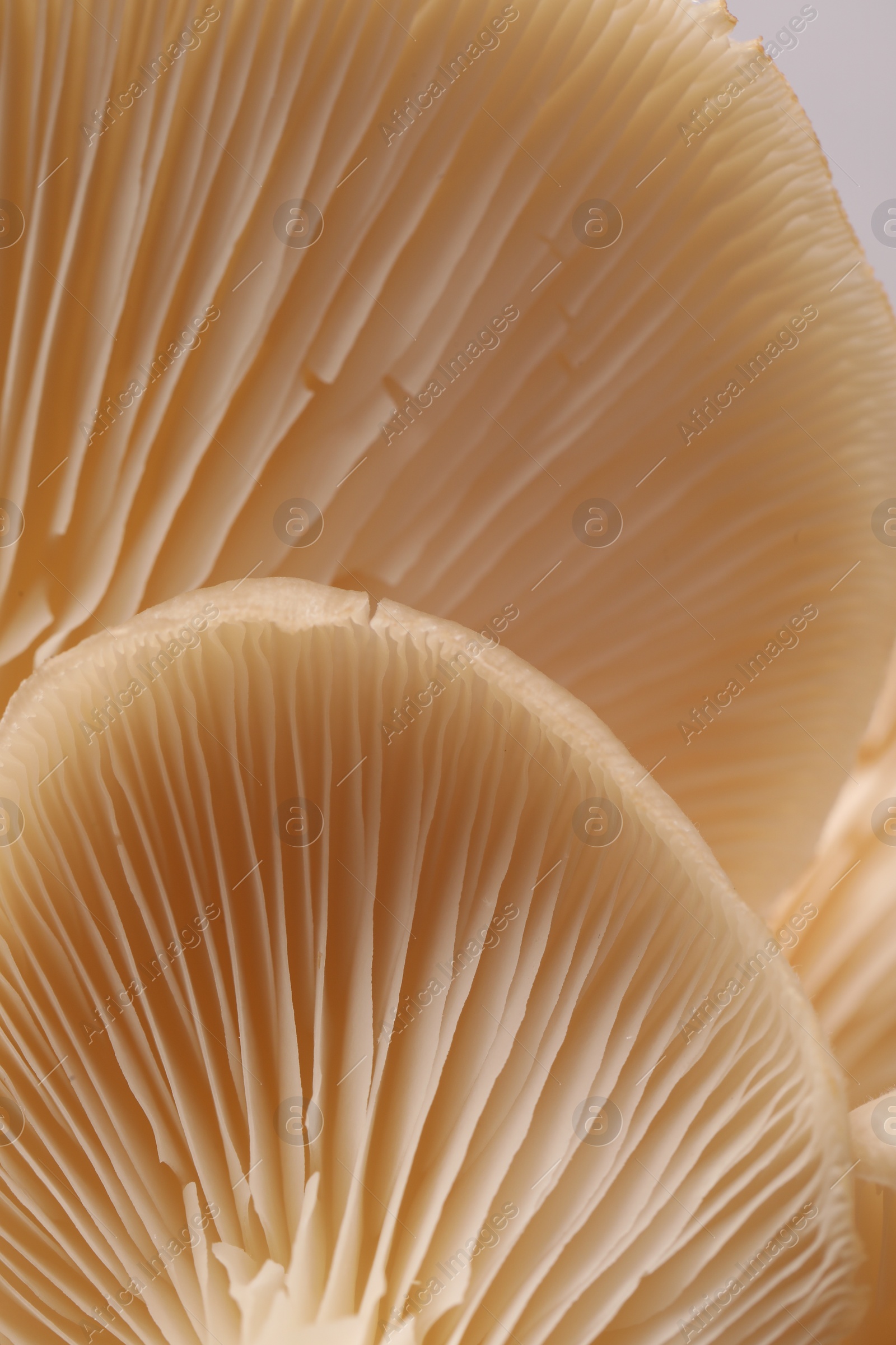 Photo of Macro view of fresh oyster mushrooms as background