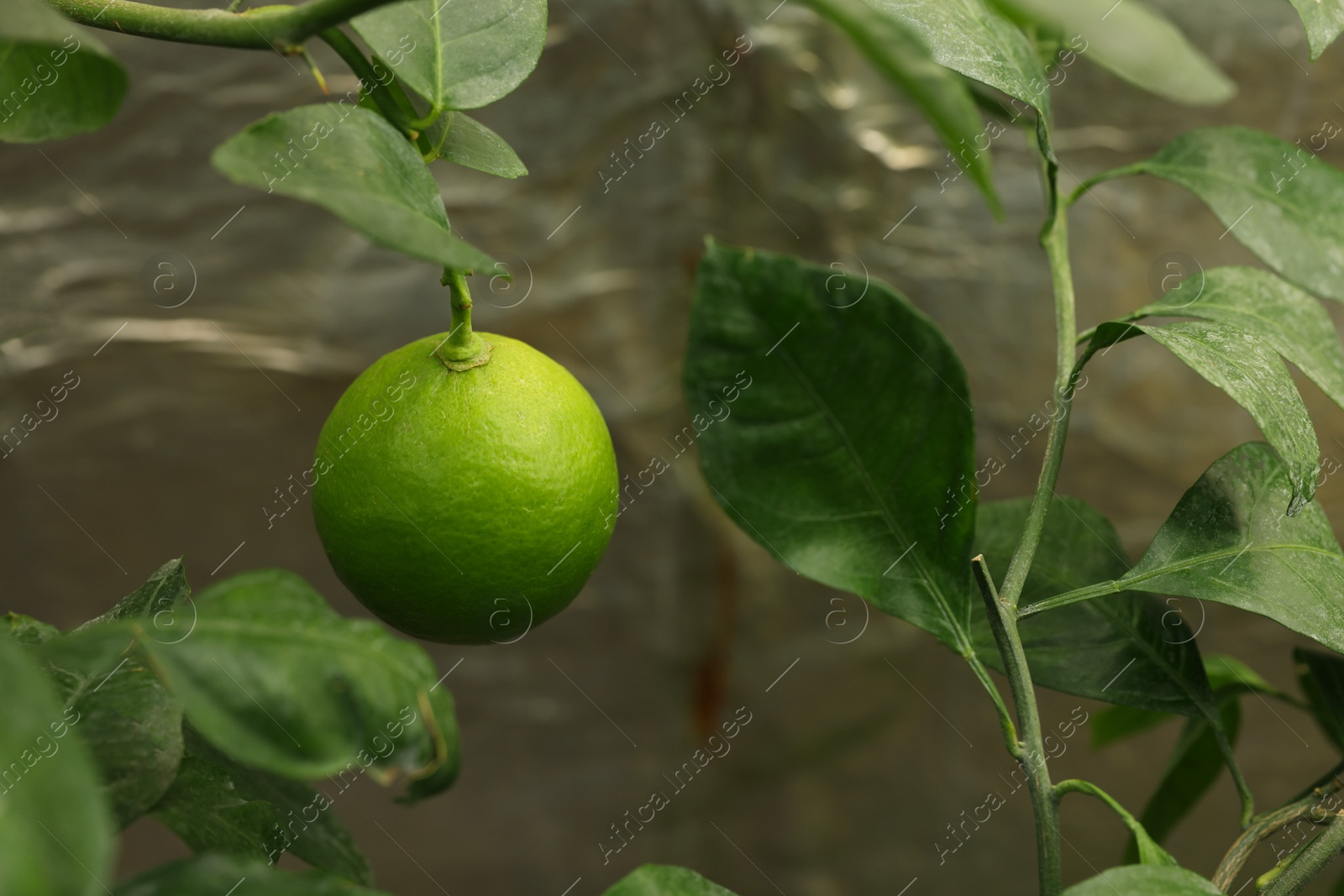 Photo of Lime tree with ripe fruit in greenhouse