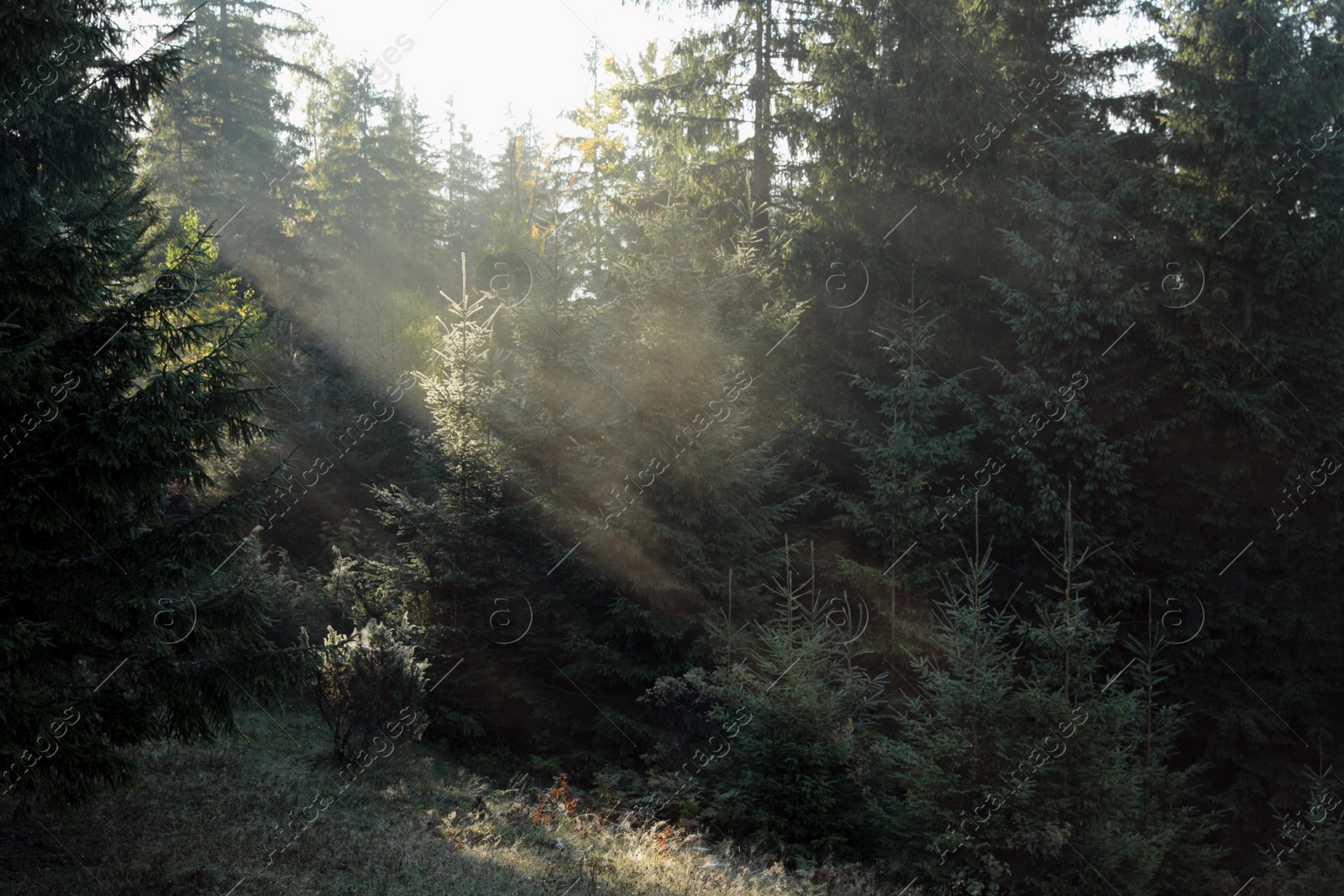 Photo of Picturesque view of foggy forest in morning. Beautiful landscape