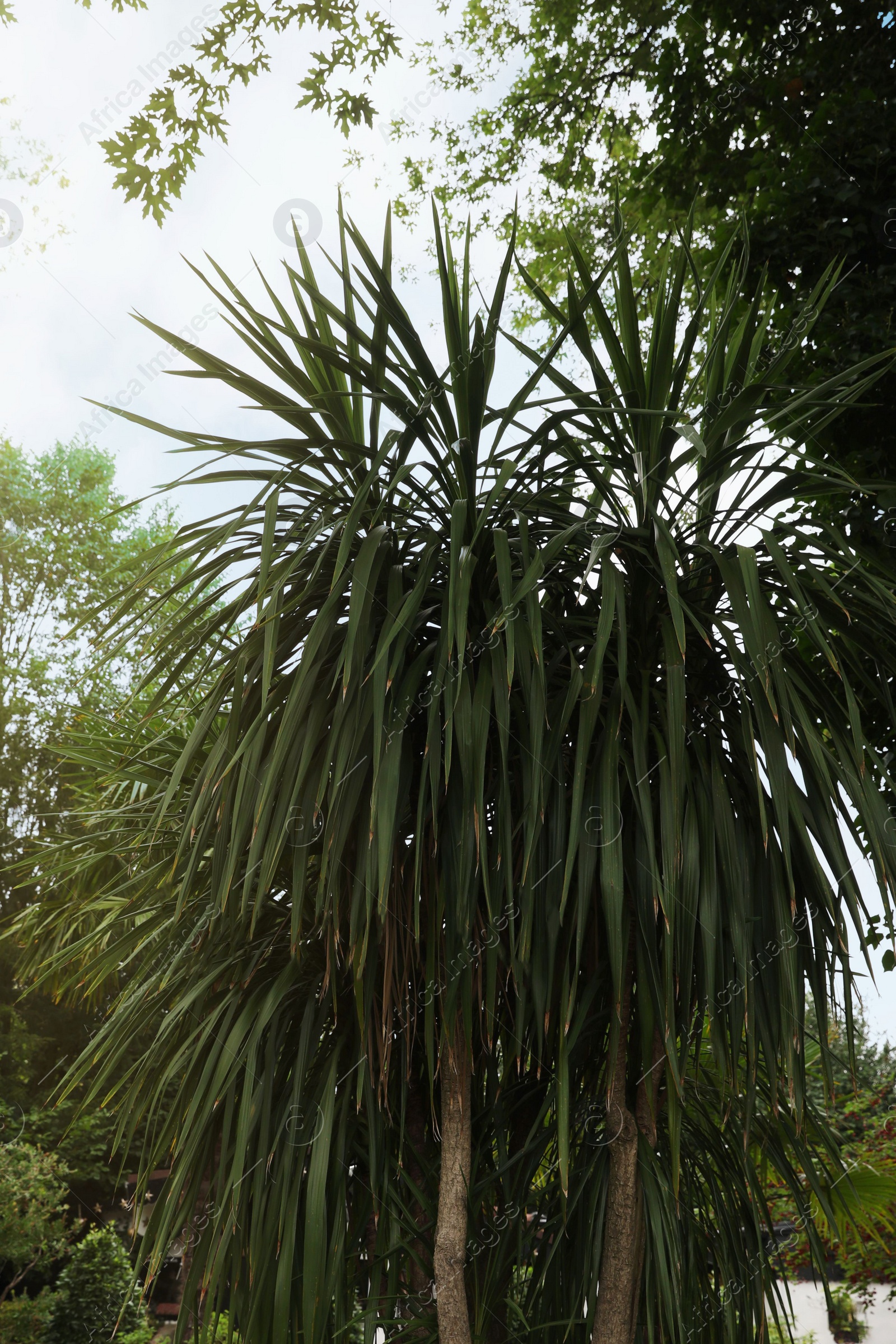 Photo of Beautiful palms and green trees in park