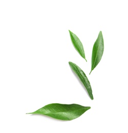 Composition with fresh green tangerine leaves and space for text on white background, top view