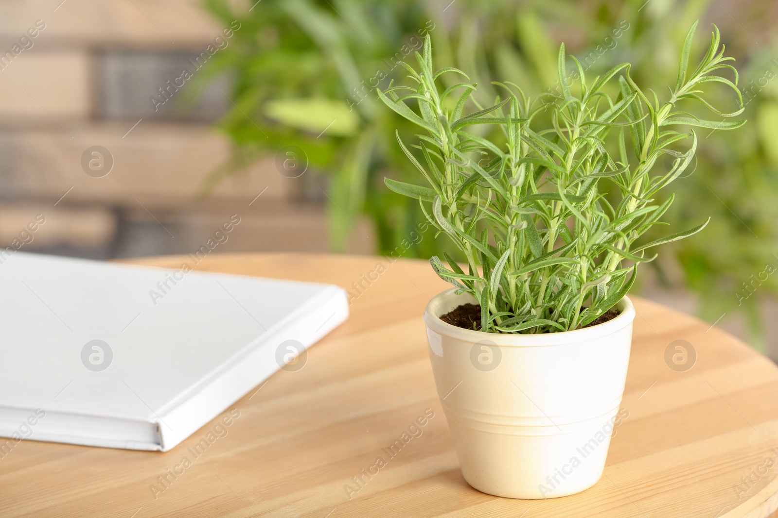 Photo of Pot with fresh green rosemary on wooden table