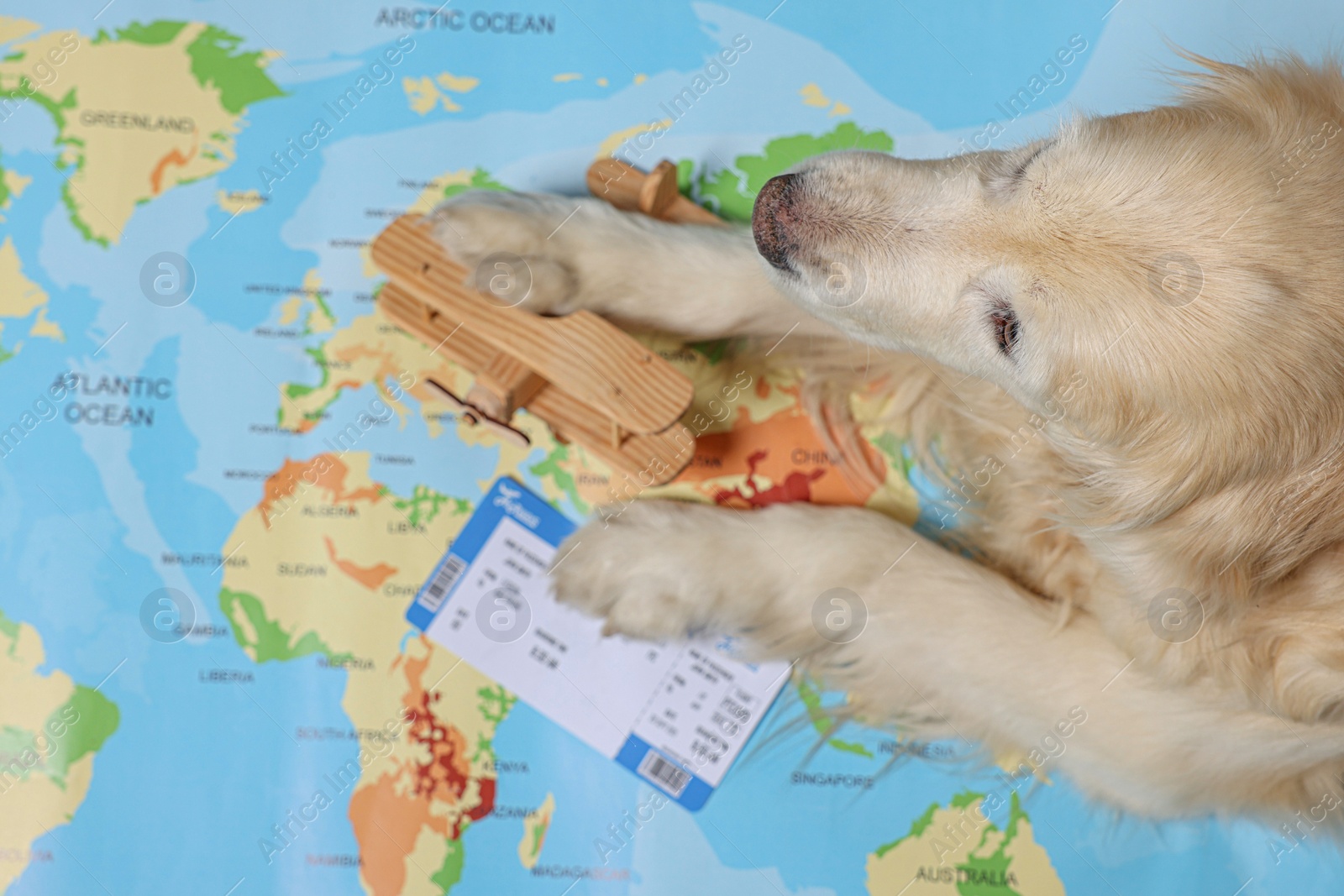 Photo of Golden retriever lying near toy airplane and ticket on world map, above view. Travelling with pet