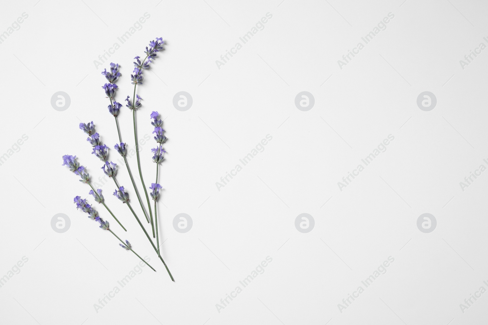 Photo of Beautiful aromatic lavender flowers on white background, flat lay. Space for text