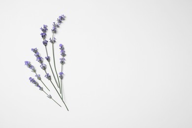 Photo of Beautiful aromatic lavender flowers on white background, flat lay. Space for text