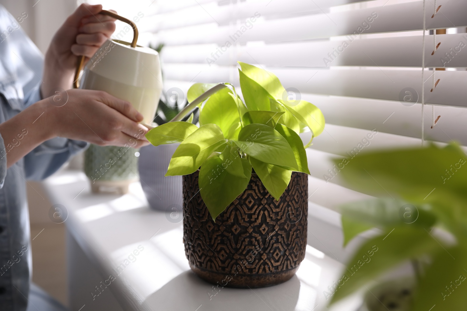 Photo of Woman watering beautiful potted plant on window sill, closeup. Floral house decor