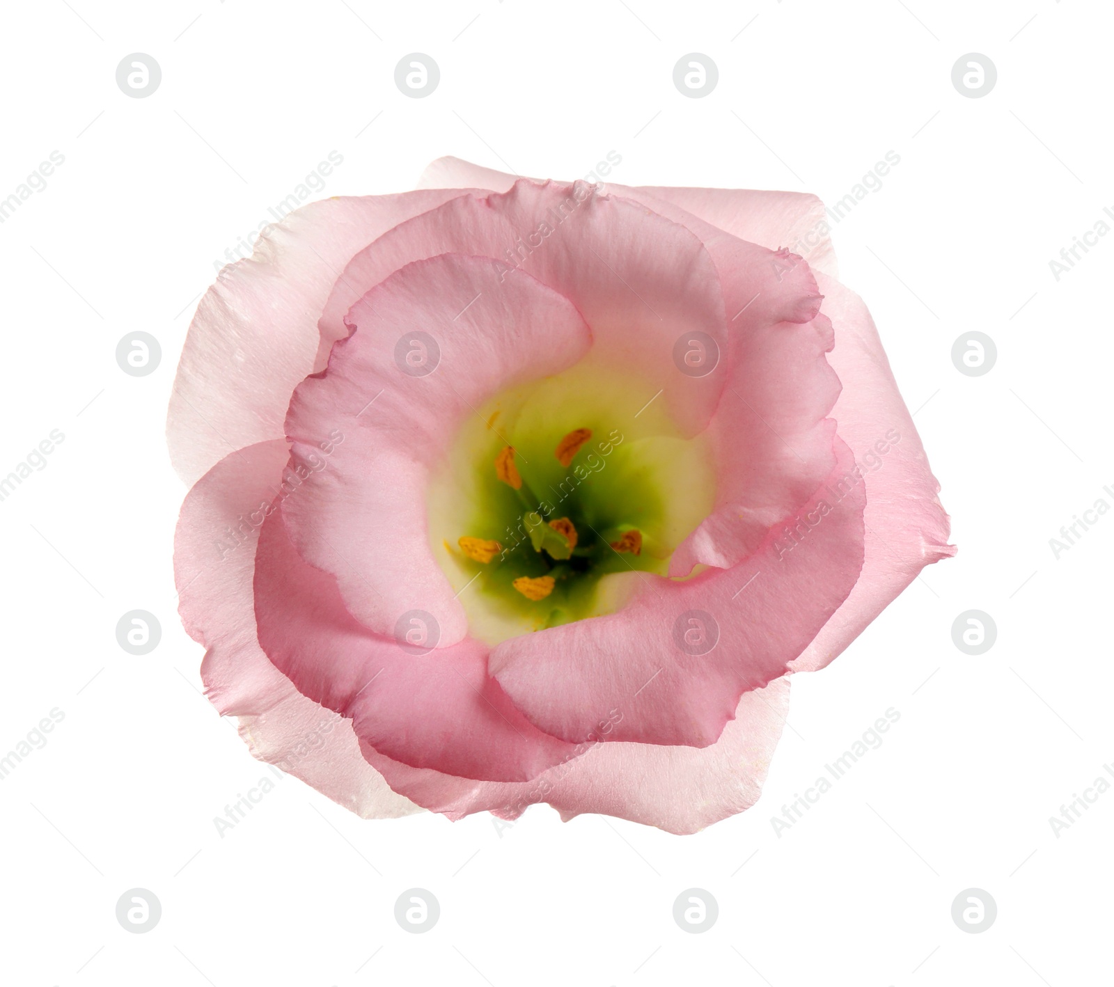 Photo of Beautiful fresh Eustoma flower on white background