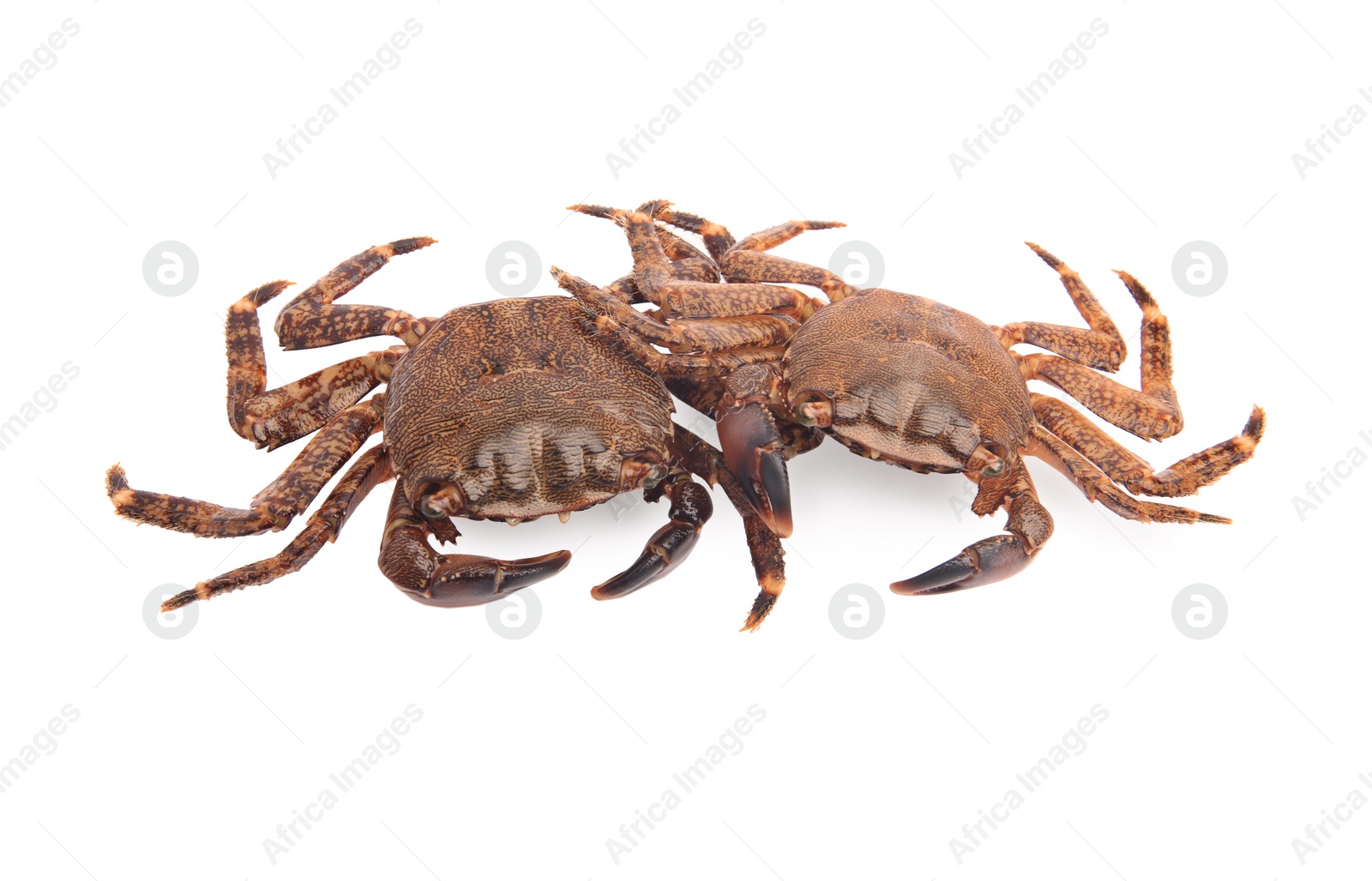 Photo of Two fresh raw crabs isolated on white