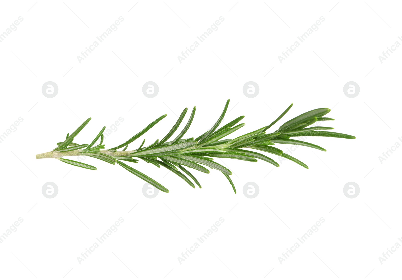 Photo of Sprig of fresh rosemary isolated on white