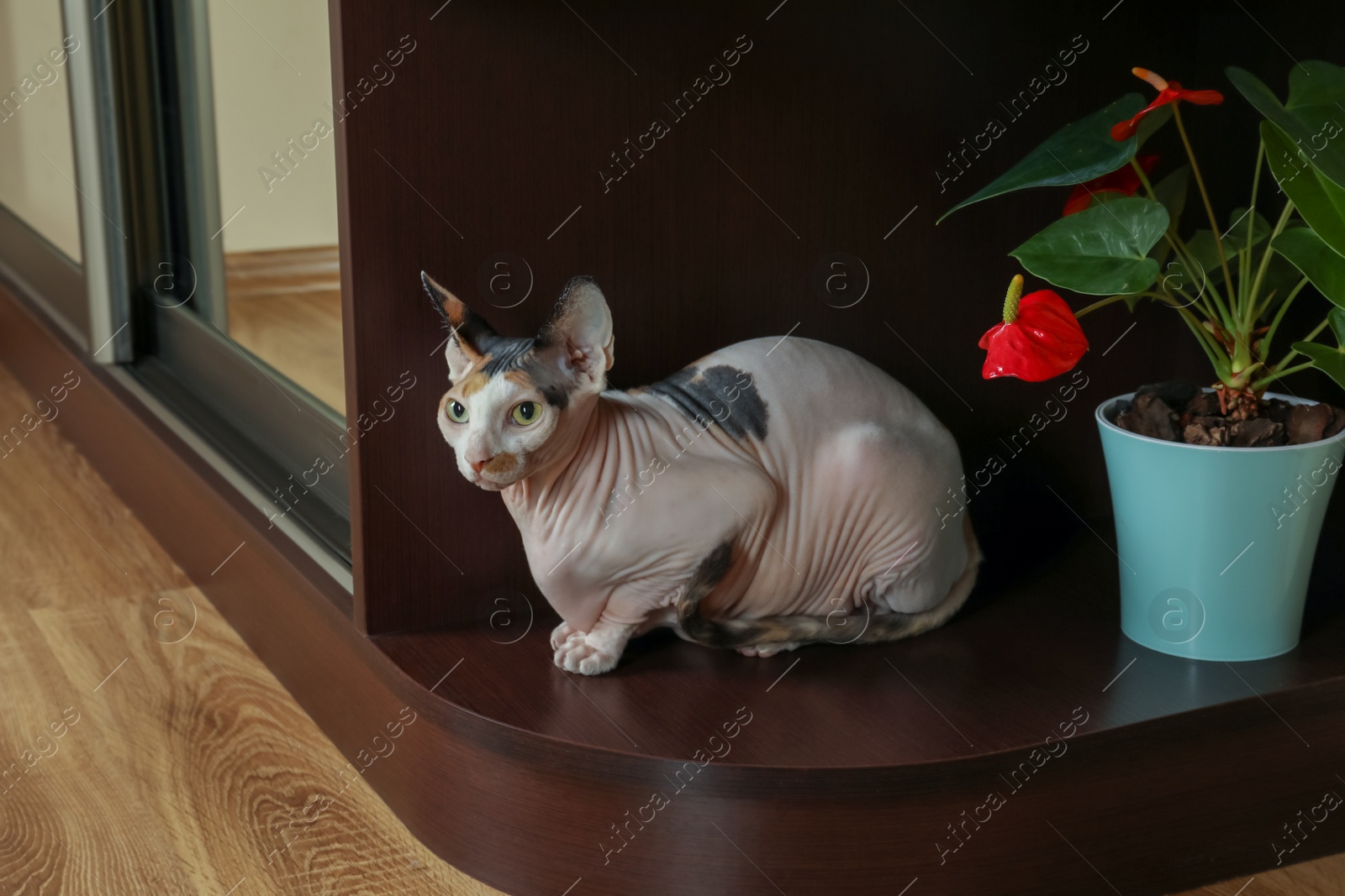 Photo of Calico Sphynx cat relaxing at home. Cute pet