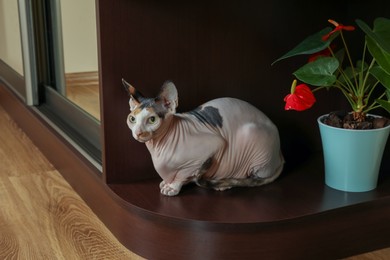 Photo of Calico Sphynx cat relaxing at home. Cute pet