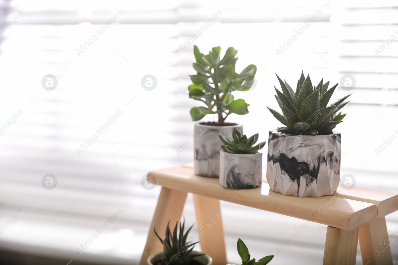 Photo of Beautiful potted succulents on wooden stand indoors. Space for text